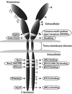 Growth Hormone Receptor Regulation in Cancer and Chronic Diseases